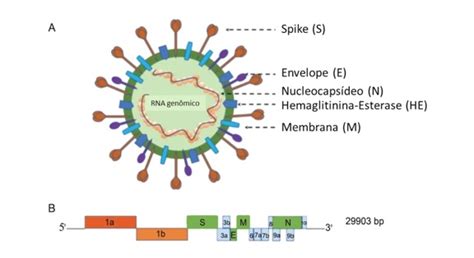 detectado o rna do sars-cov-2 hermes pardini|COVID19 .